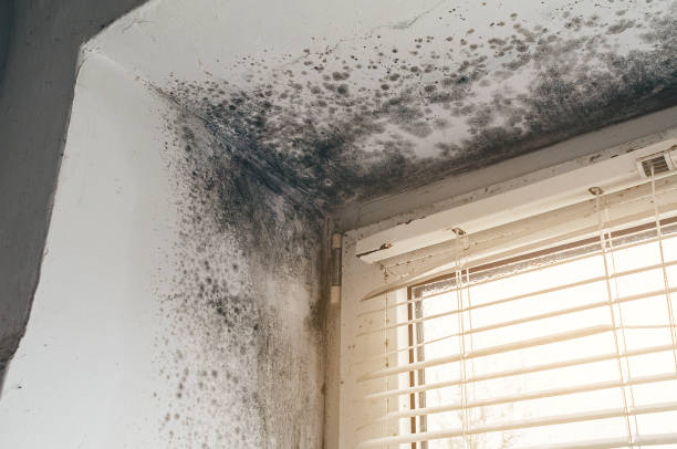 Affordable Basement Mold Removal solutions in Williamsburg, FL